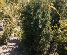 тис средний хикси