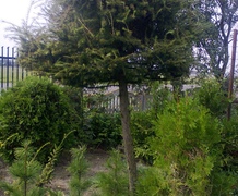 сосна кедровая