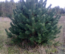 сосна обыкновенная