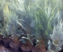 кипарисовик голубой