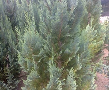 кипарисовик колумнарис