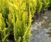 кипарисовик ивонна