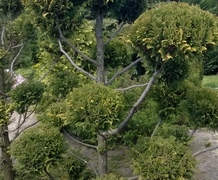 кипарисовик формированный