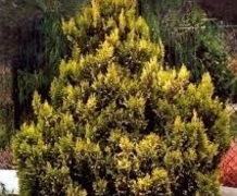 кипарисовик плюмоза аурея