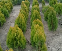 туя аурея на на