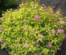 спирея голден принцес