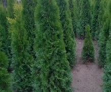 Туя смарагд