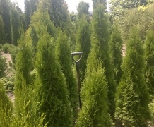 туи смарагд