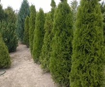 Туя смарагд