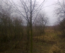 липа крупномер