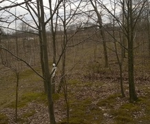 липа мелколистная