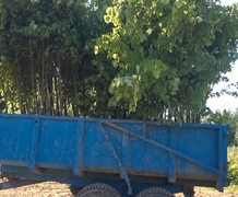 липа мелколистная