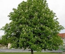 каштан конский