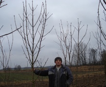 каштан конский