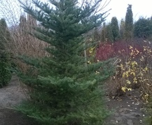 пихта корейская