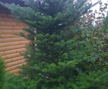 пихта корейская 3м