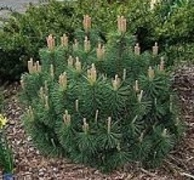 сосна горная